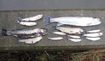 Dead trout, coho smolt collected from Byrne Creek ravine and spawning habitat